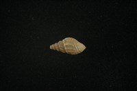 藏品(流紋蜷)的圖片